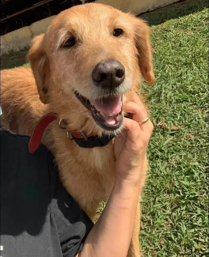 Cachorro ra a SRD-ViraLata idade 6 ou mais anos nome Bingo
