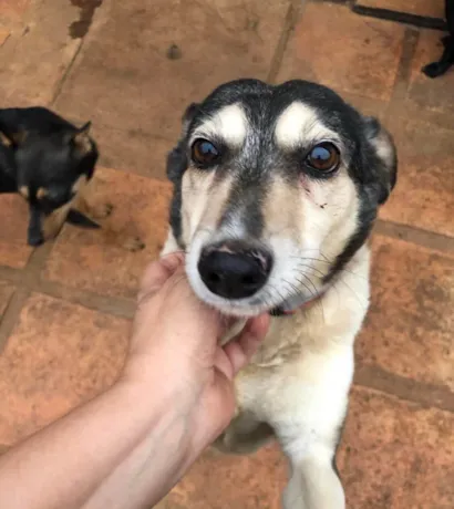 Cachorro raça SRD-ViraLata idade 4 anos nome Hugo 