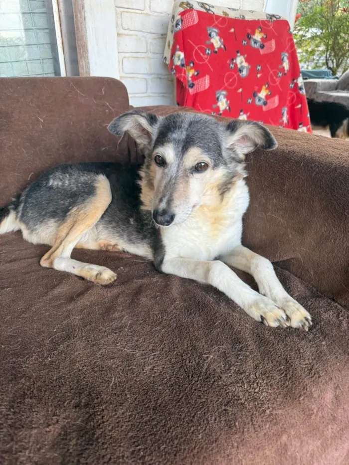 Cachorro ra a SRD-ViraLata idade 4 anos nome Hugo 