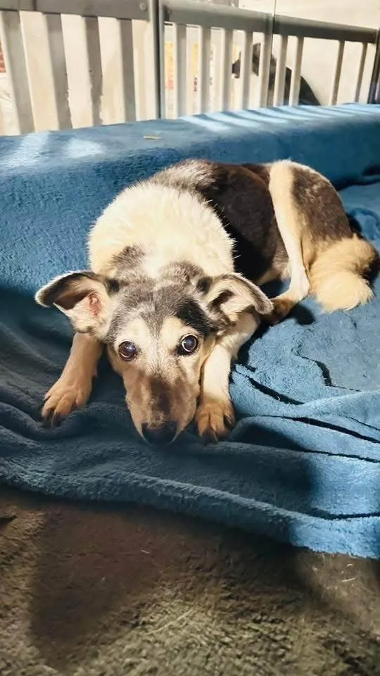 Cachorro ra a SRD-ViraLata idade 4 anos nome Hugo 
