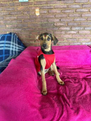 Cachorro raça SRD-ViraLata idade 2 a 6 meses nome Mariangela