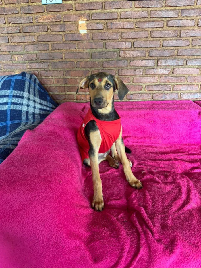 Cachorro ra a SRD-ViraLata idade 2 a 6 meses nome Mariangela