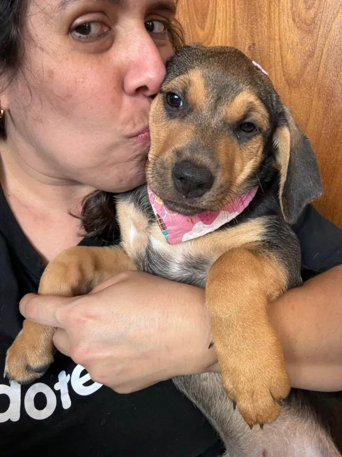 Cachorro ra a SRD-ViraLata idade 2 a 6 meses nome Mariangela