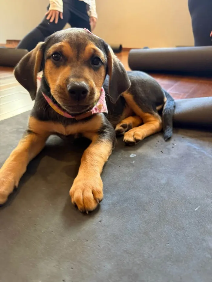 Cachorro ra a SRD-ViraLata idade 2 a 6 meses nome Mariangela