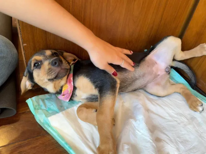 Cachorro ra a SRD-ViraLata idade 2 a 6 meses nome Mariangela