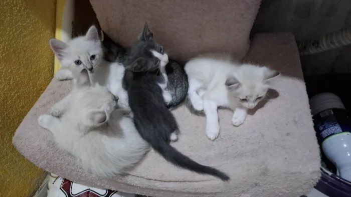 Gato ra a Siamês idade Abaixo de 2 meses nome HELMITON BARBOSA BARRETO