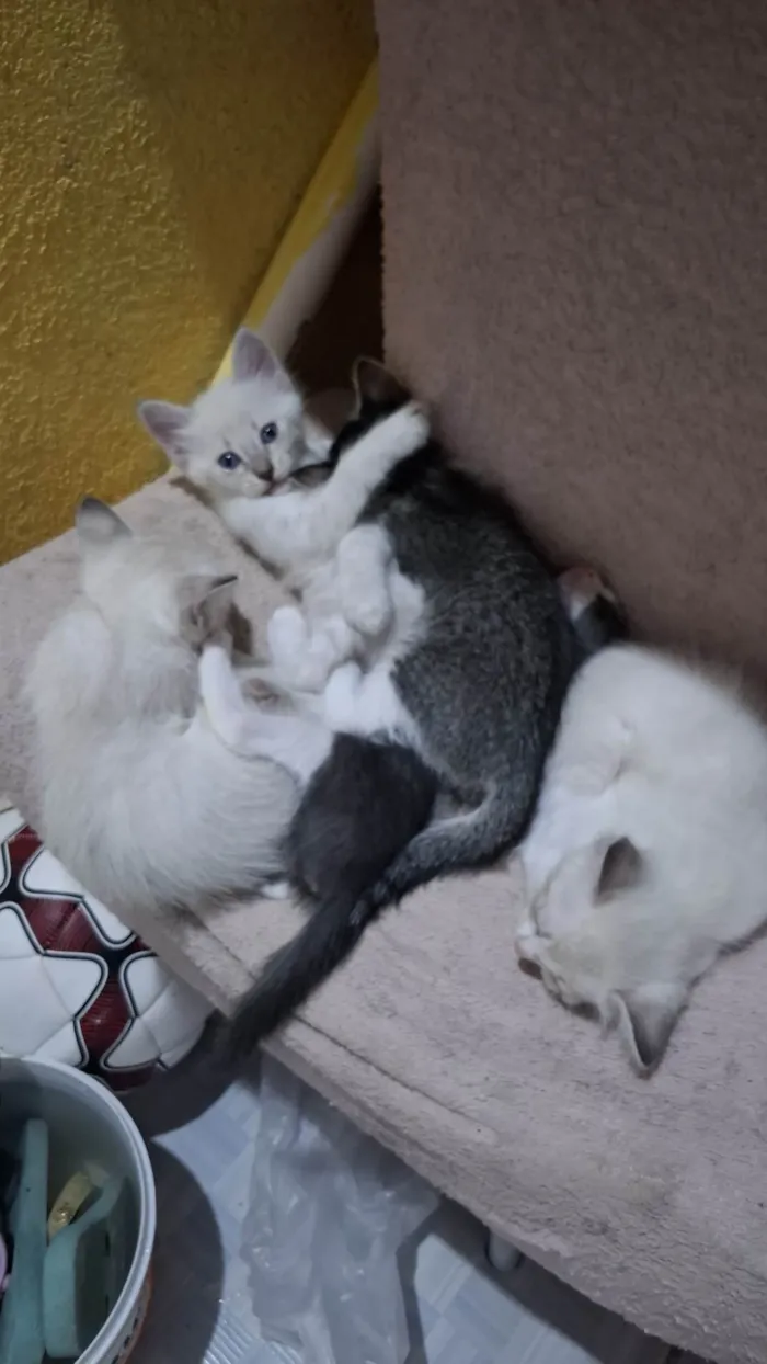 Gato ra a Siamês idade Abaixo de 2 meses nome HELMITON BARBOSA BARRETO