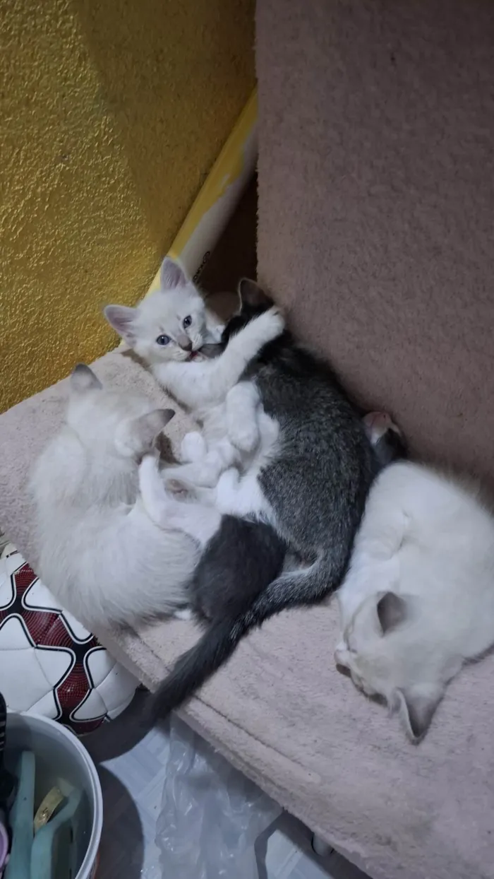 Gato ra a Siamês idade Abaixo de 2 meses nome HELMITON BARBOSA BARRETO