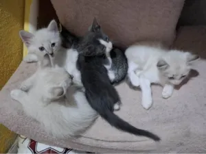 Gato raça Siamês idade Abaixo de 2 meses nome HELMITON BARBOSA BARRETO