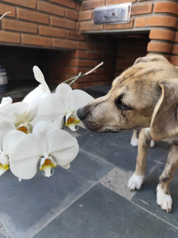 Cachorro ra a SRD-ViraLata idade 2 a 6 meses nome Liko