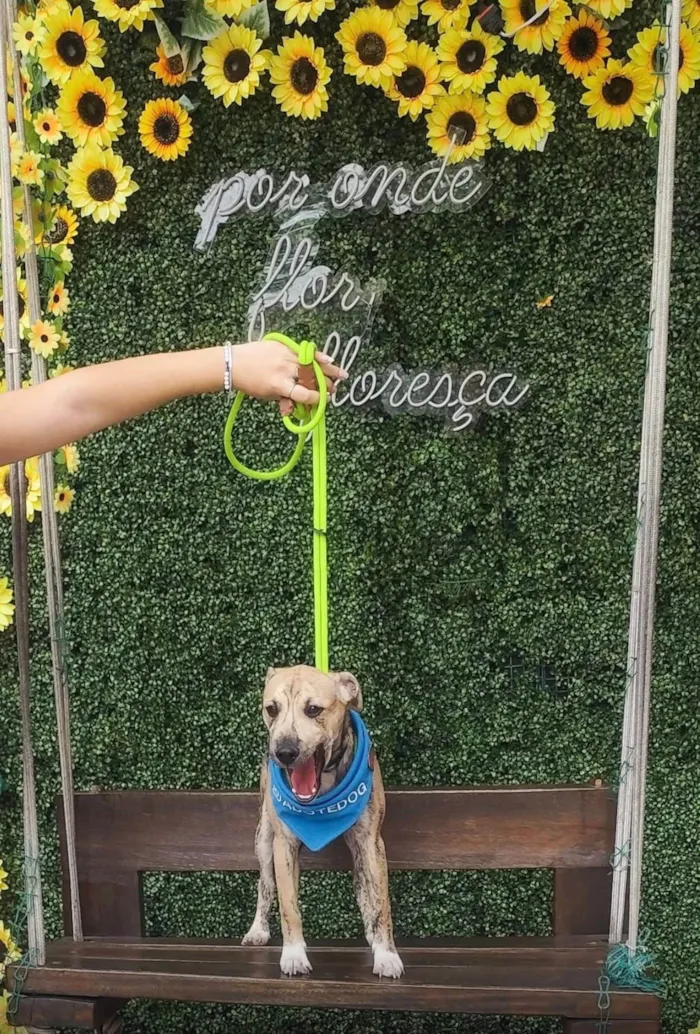 Cachorro ra a SRD-ViraLata idade 2 a 6 meses nome Liko