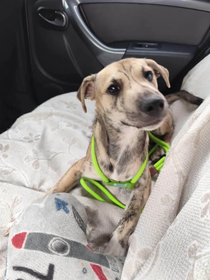 Cachorro ra a SRD-ViraLata idade 2 a 6 meses nome Liko