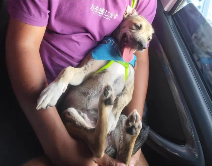 Cachorro ra a SRD-ViraLata idade 2 a 6 meses nome Liko