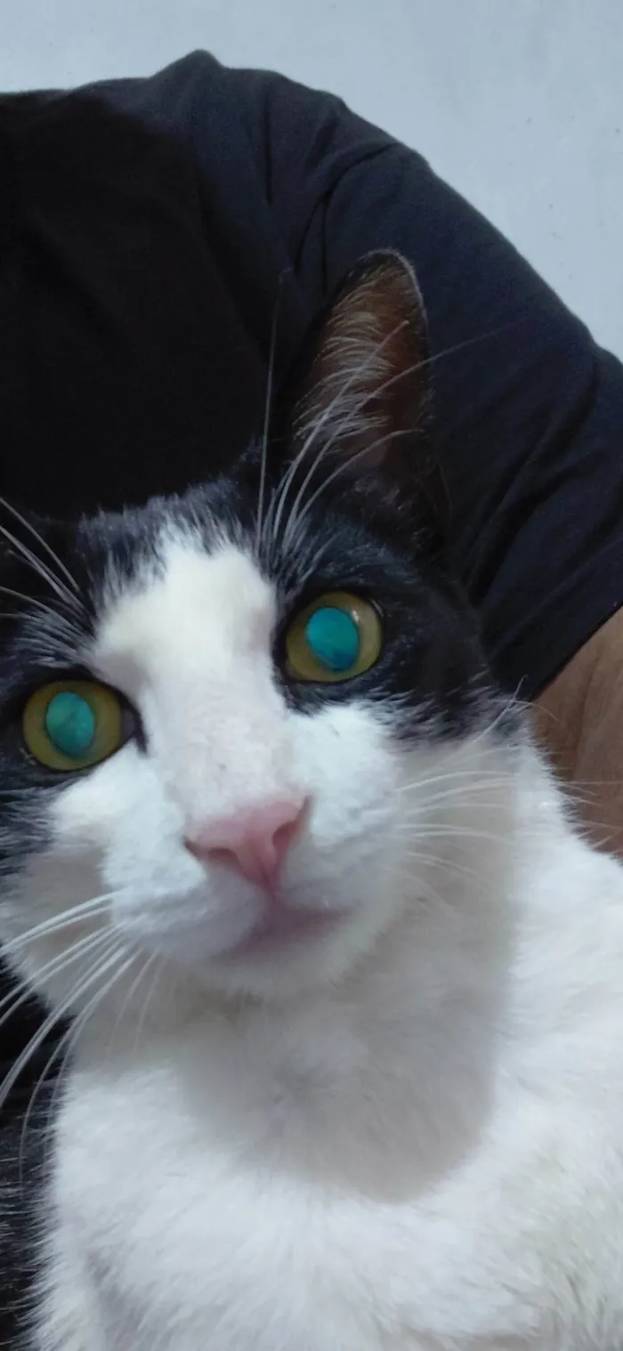 Gato ra a Exótico idade 2 a 6 meses nome Cássio 