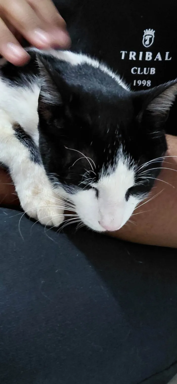 Gato ra a Exótico idade 2 a 6 meses nome Cássio 