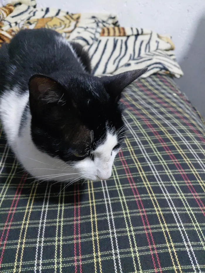 Gato ra a Exótico idade 2 a 6 meses nome Cássio 