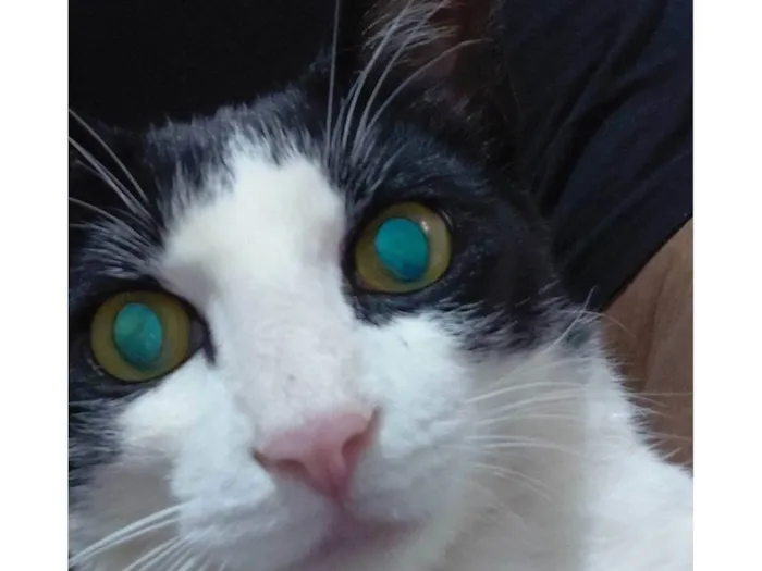 Gato ra a Exótico idade 2 a 6 meses nome Cássio 