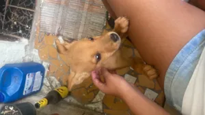 Cachorro raça SRD-ViraLata idade Abaixo de 2 meses nome Nao tem nome 