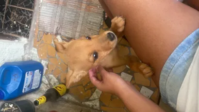 Cachorro raça SRD-ViraLata idade Abaixo de 2 meses nome Nao tem nome 