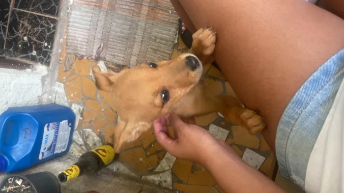 Cachorro ra a SRD-ViraLata idade Abaixo de 2 meses nome Nao tem nome 