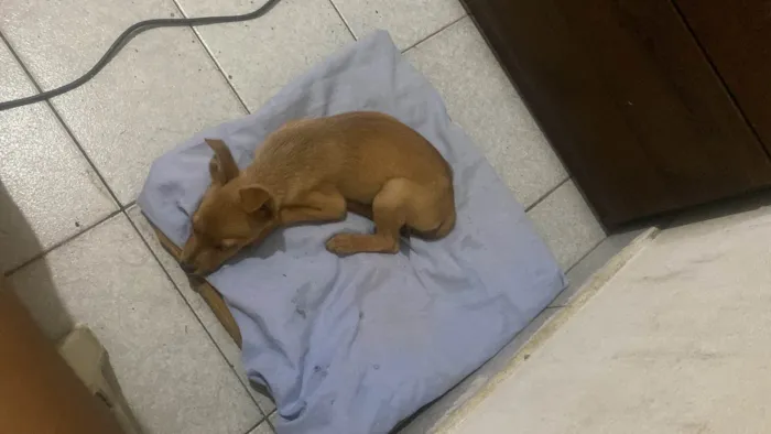 Cachorro ra a SRD-ViraLata idade Abaixo de 2 meses nome Nao tem nome 