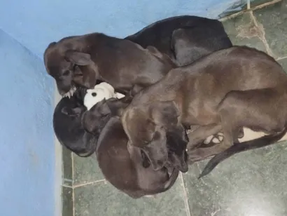 Cachorro raça SRD-ViraLata idade 2 a 6 meses nome Tenho 5