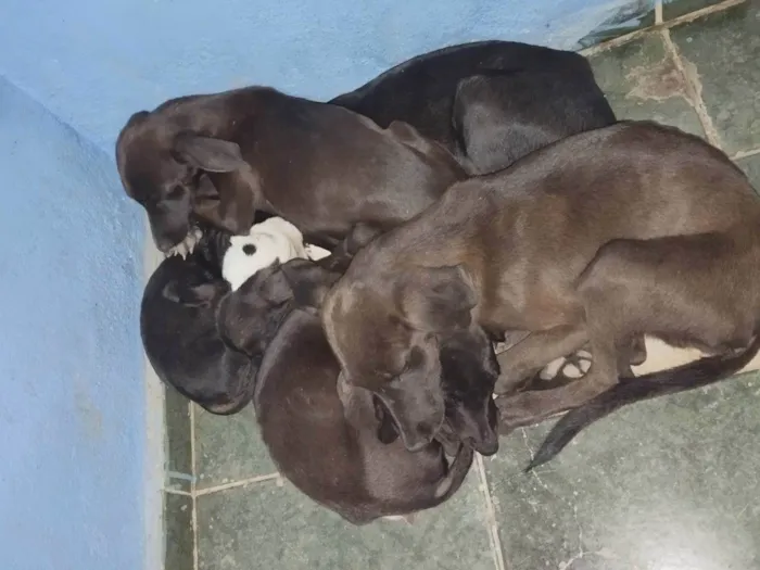 Cachorro ra a SRD-ViraLata idade 2 a 6 meses nome Tenho 5