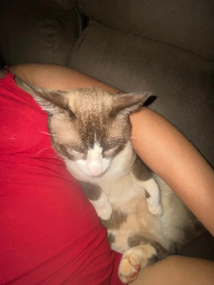 Gato ra a SRD-ViraLata idade 2 anos nome Matheus Gabriel