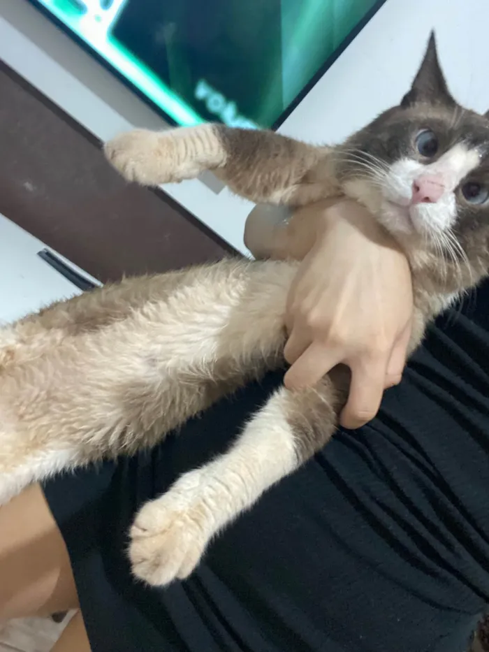 Gato ra a SRD-ViraLata idade 2 anos nome Matheus Gabriel
