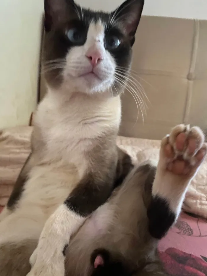 Gato ra a SRD-ViraLata idade 2 anos nome Matheus Gabriel