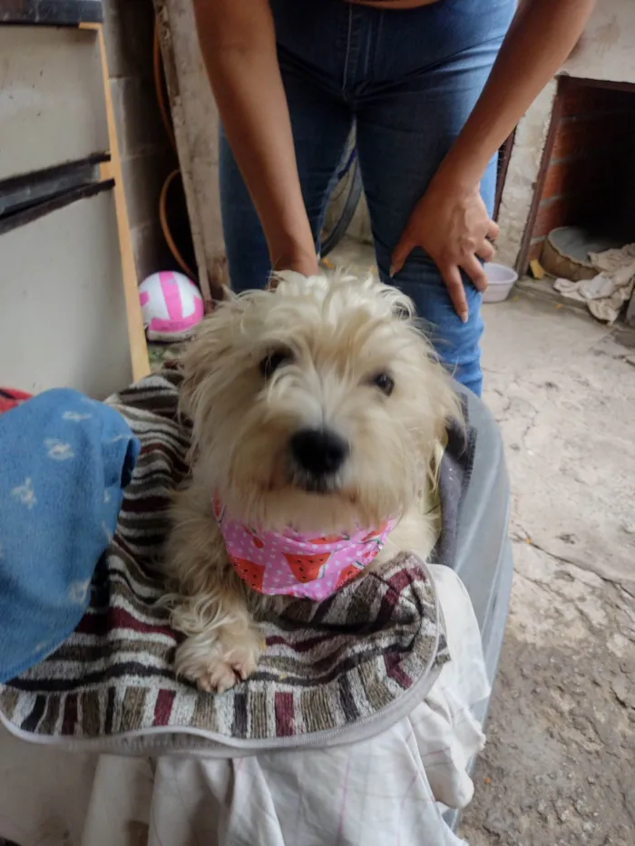 Cachorro ra a SRD-ViraLata idade 1 ano nome Kiara