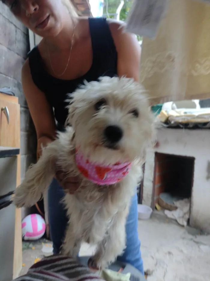 Cachorro ra a SRD-ViraLata idade 1 ano nome Kiara