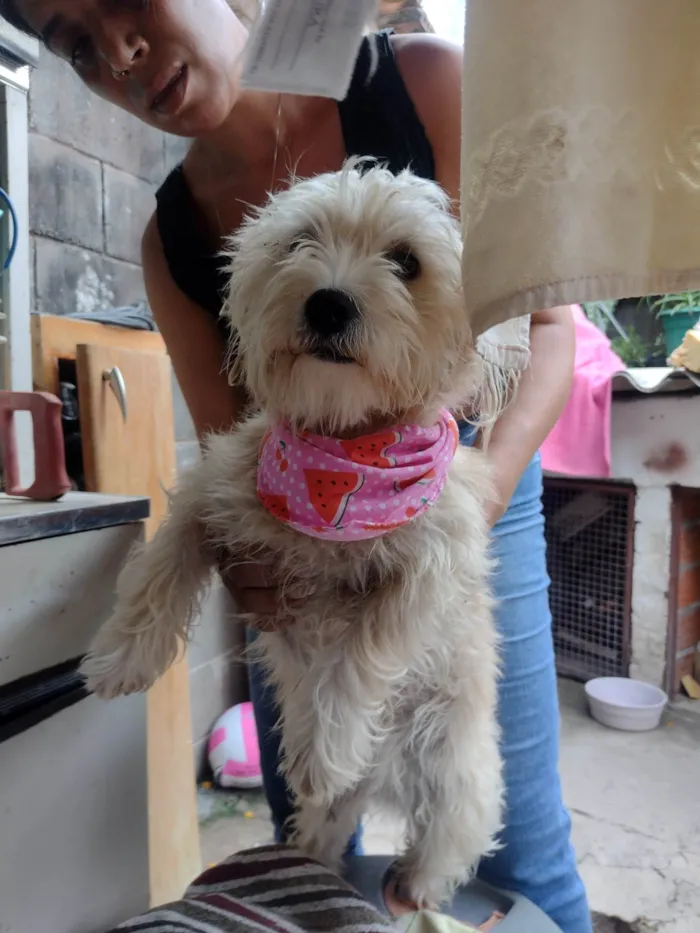 Cachorro ra a SRD-ViraLata idade 1 ano nome Kiara