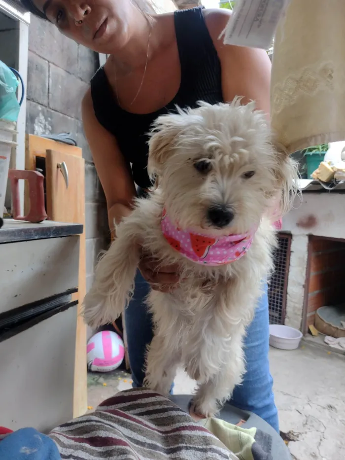 Cachorro ra a SRD-ViraLata idade 1 ano nome Kiara