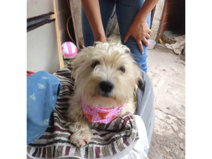 Cachorro ra a SRD-ViraLata idade 1 ano nome Kiara