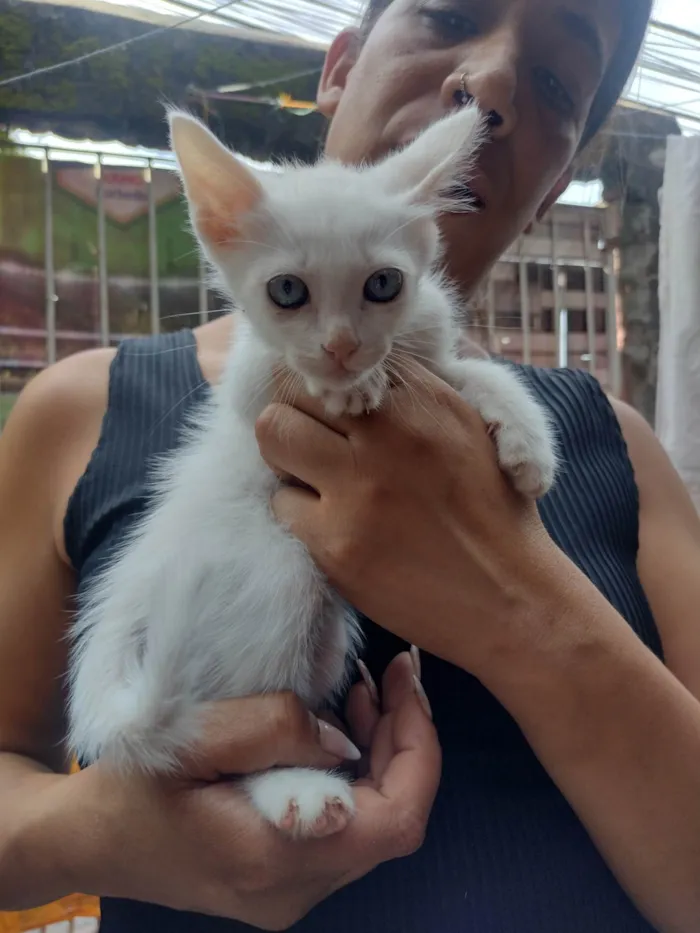 Gato ra a SRD-ViraLata idade 2 a 6 meses nome Filhote com 2 meses