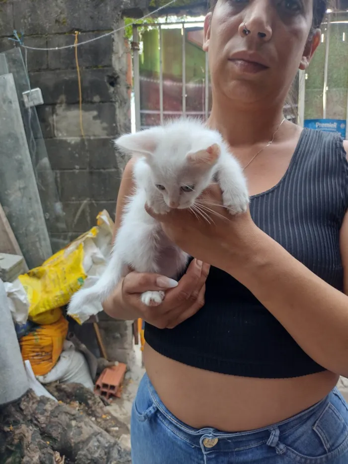 Gato ra a SRD-ViraLata idade 2 a 6 meses nome Filhote com 2 meses