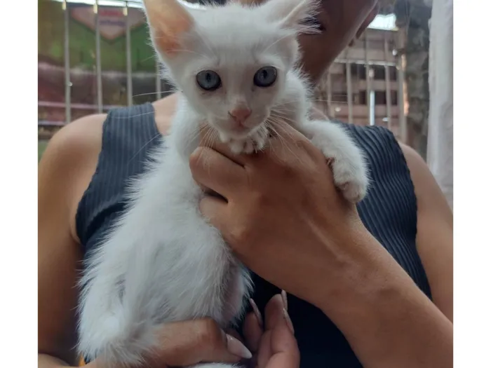 Gato ra a SRD-ViraLata idade 2 a 6 meses nome Filhote com 2 meses