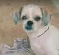 Cachorro ra a Shitzu idade 6 ou mais anos nome Fofinho