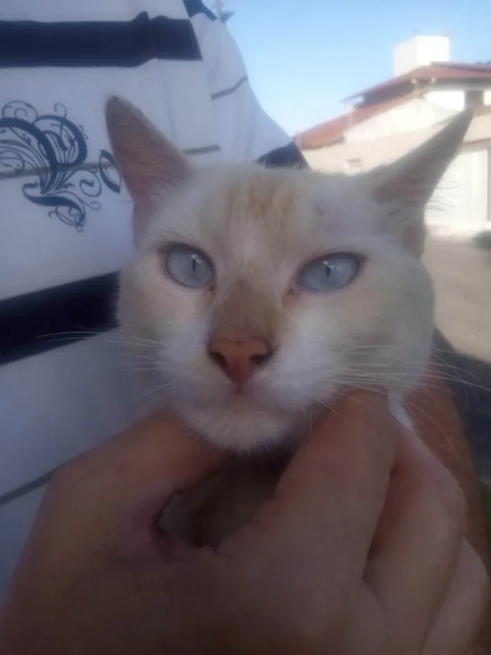 Gato ra a SRD-ViraLata idade 1 ano nome sem nome