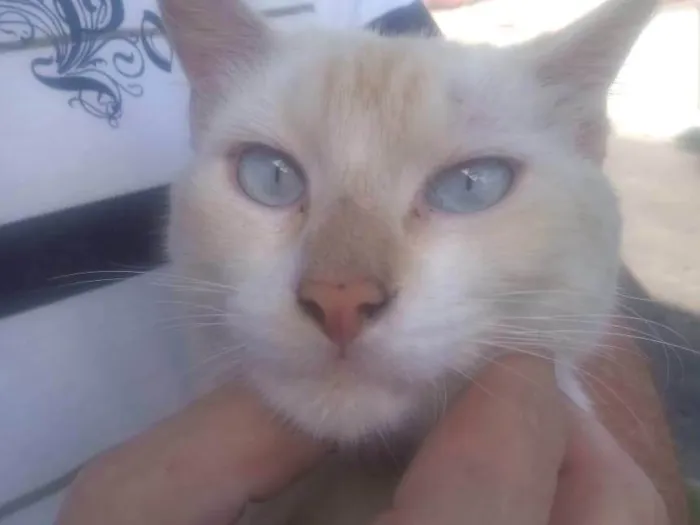 Gato ra a SRD-ViraLata idade 1 ano nome sem nome