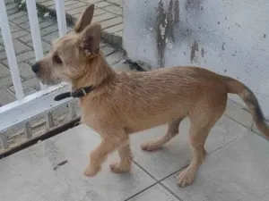 Cachorro raça SRD-ViraLata idade 7 a 11 meses nome Luna