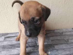 Cachorro raça SRD-ViraLata idade Abaixo de 2 meses nome Sem nome