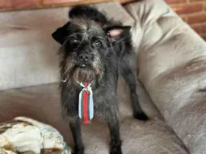 Cachorro raça SRD-ViraLata idade 1 ano nome Igor