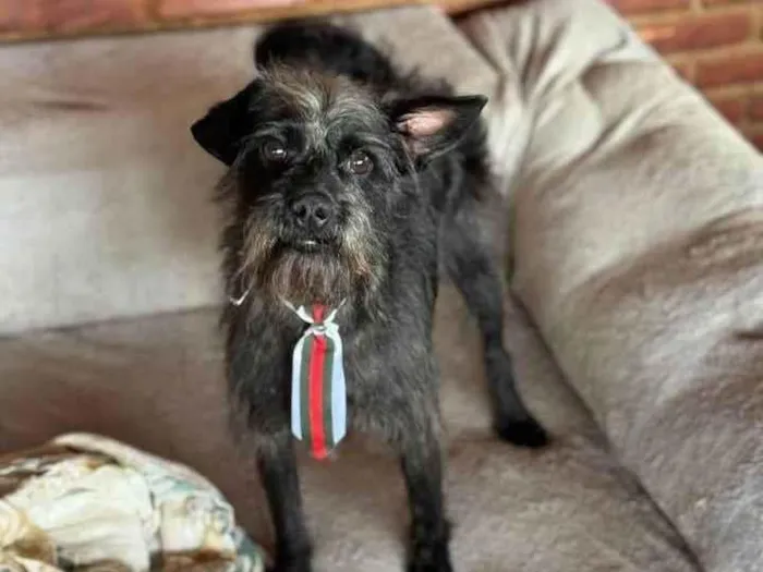 Cachorro raça SRD-ViraLata idade 1 ano nome Igor