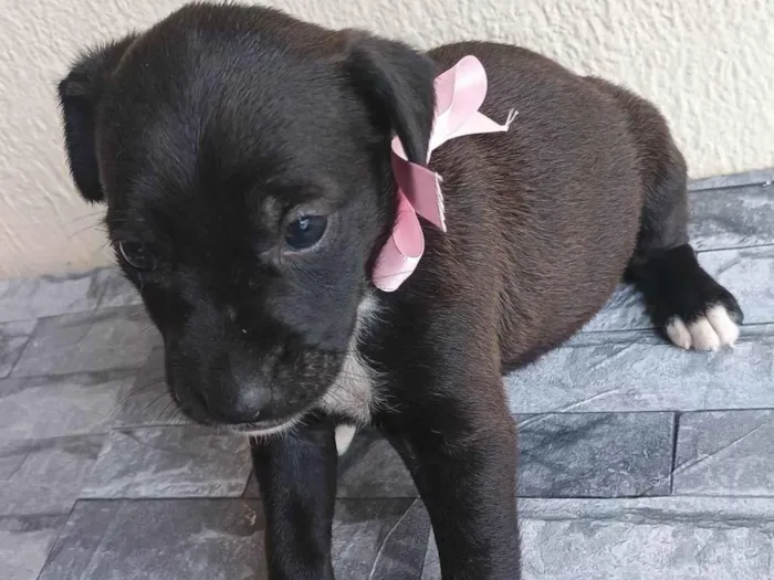 Cachorro ra a SRD-ViraLata idade Abaixo de 2 meses nome Sem