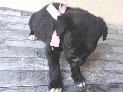 Cachorro raça SRD-ViraLata idade Abaixo de 2 meses nome Sem nome 