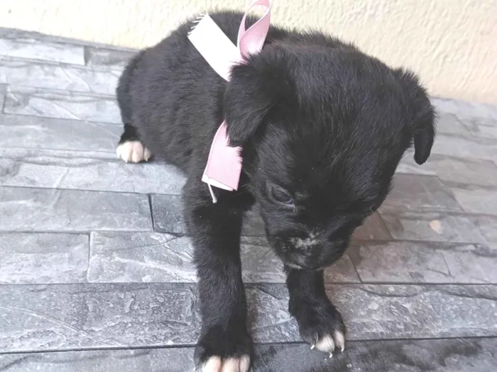 Cachorro ra a SRD-ViraLata idade Abaixo de 2 meses nome Sem nome 