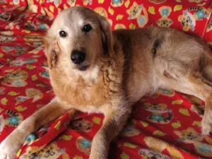 Cachorro raça SRD-ViraLata idade 6 ou mais anos nome Bingo