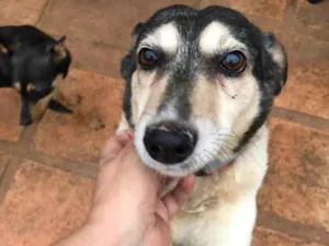Cachorro raça SRD-ViraLata idade 4 anos nome Hugo 